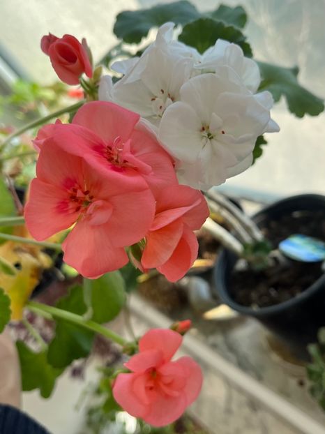 EC1BE2BC-F17C-4217-A3BE-BE917E50EB44 - Muscate