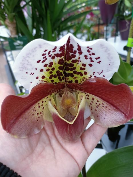 Img.2023.02.11 - Magazin 2