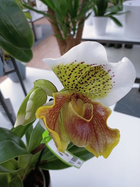 Img.2023.02.11 - Magazin 2