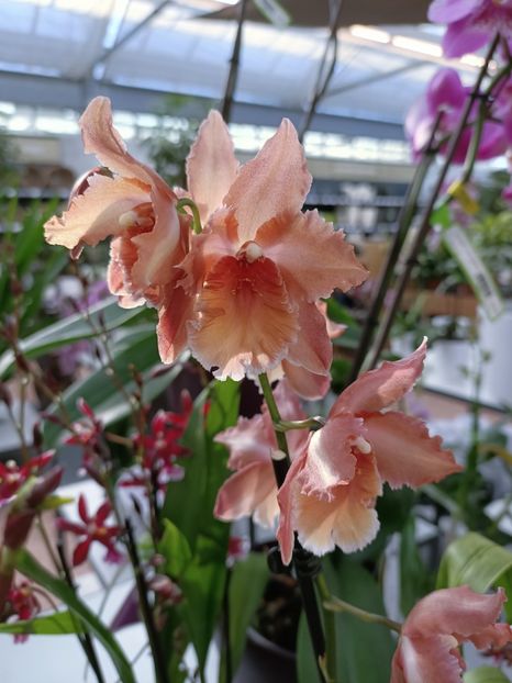 Img.2023.02.11 - Magazin 2