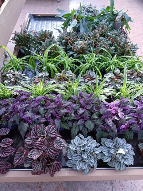 Img.2023.02.11 - Magazin 2