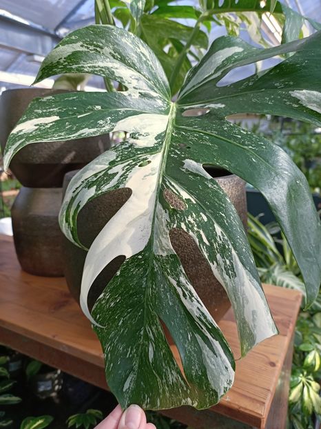 Img.2023.02.11 - Magazin 2