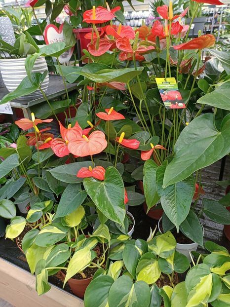 Img.2023.02.11 - Magazin 2