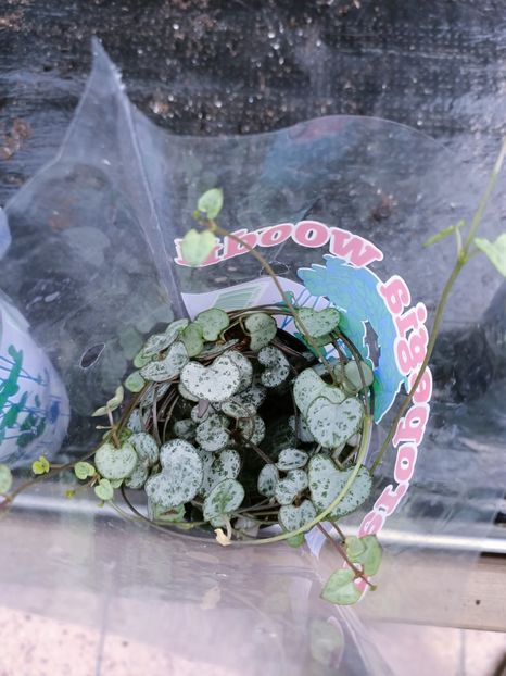 Img.2023.02.11 - Magazin 2