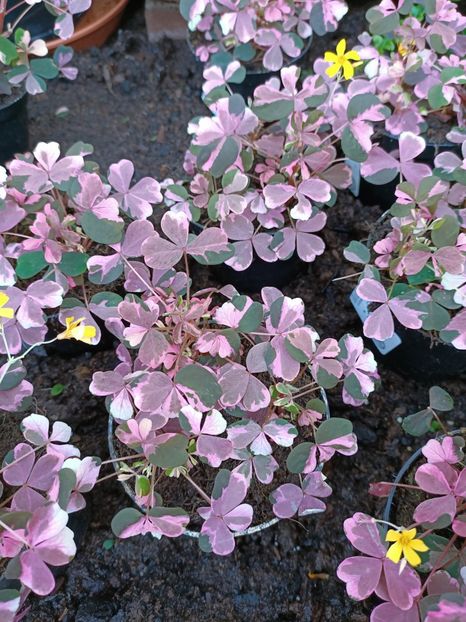 Img.2023.02.11 - Magazin 2