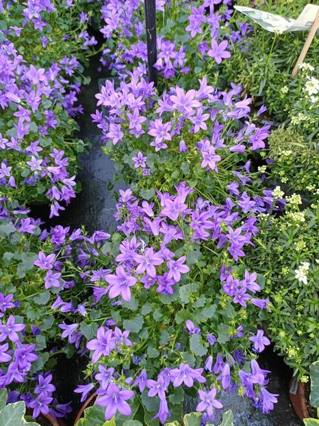 Img.2023.02.11 - Magazin 2