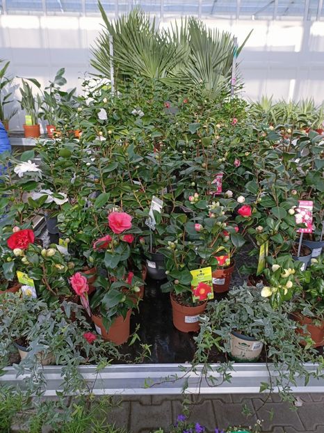 Img.2023.02.11 - Magazin 2