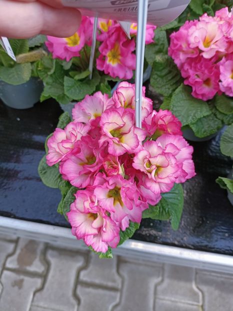 Img.2023.02.11 - Magazin 2