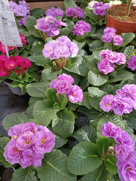 Img.2023.02.11 - Magazin 2