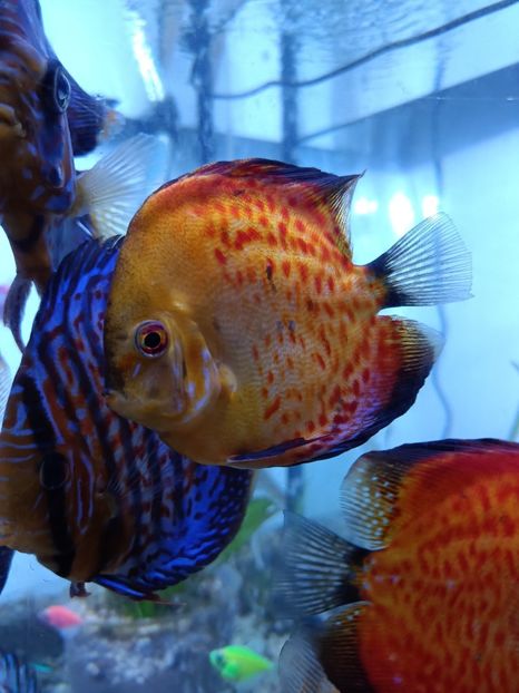 IMG20230211202154 - Acvariu