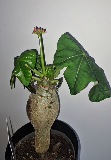 Jatropha podagrica - x Alte plante cu flori