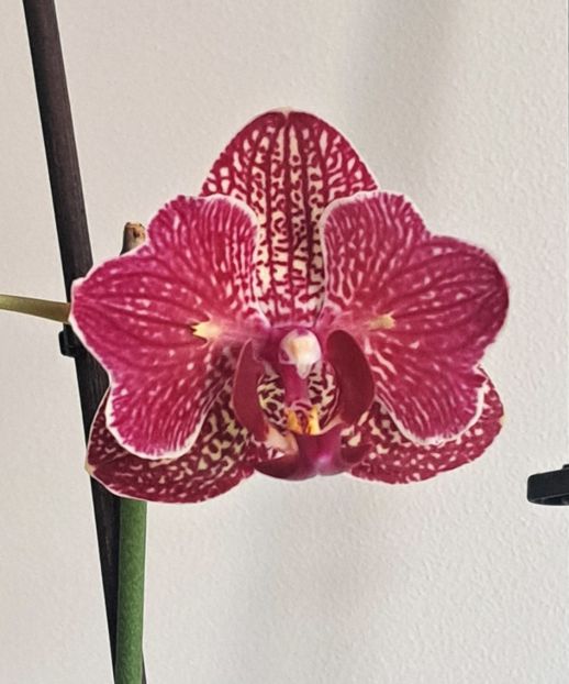 Kimono - Phalaenopsis 2
