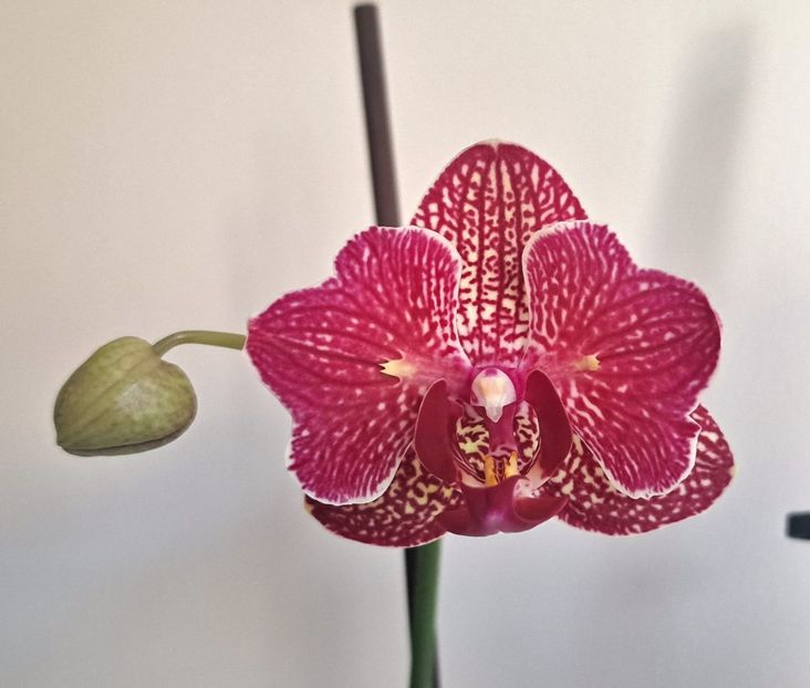  - Phalaenopsis 2