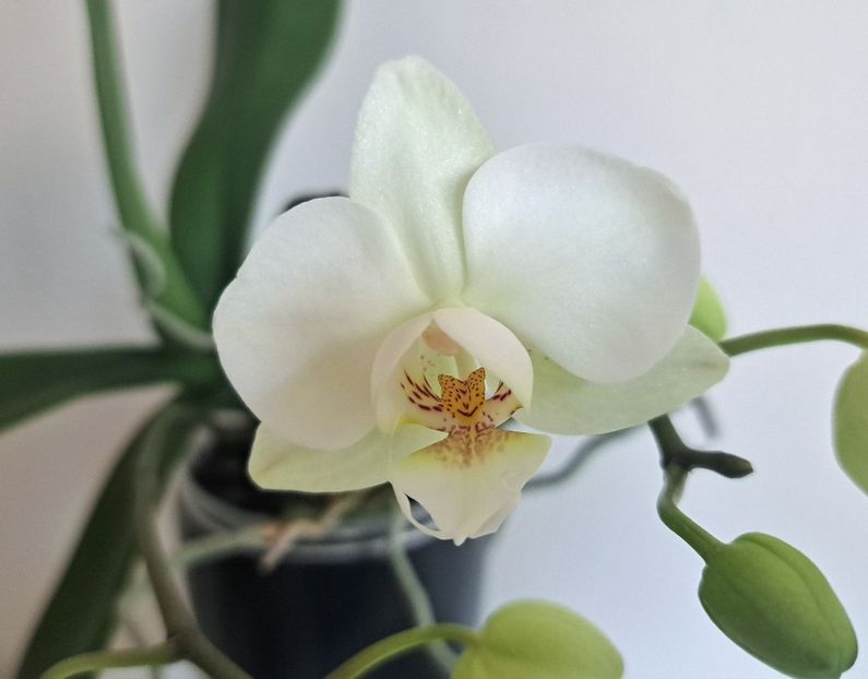 - Phalaenopsis 2