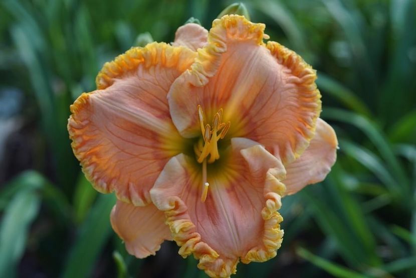 Dans Simply Superb - Trimmer 2017 - E - bloomed - A - 2023