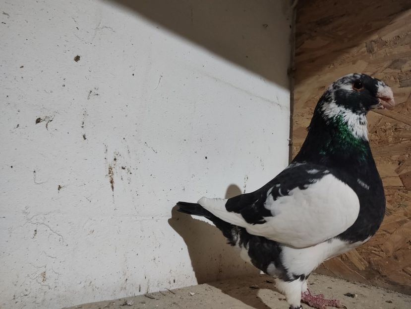 M 2022 - Masculi 2021