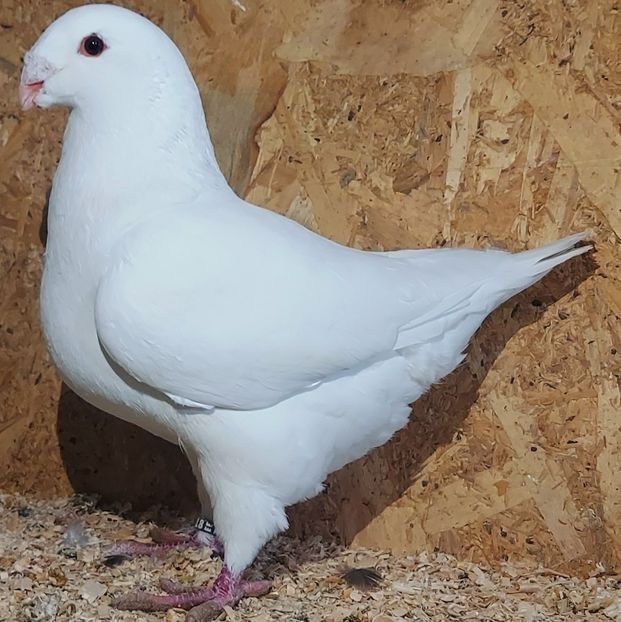 115253600 (1) - 3---AGH DAȚI 2019 - 2025