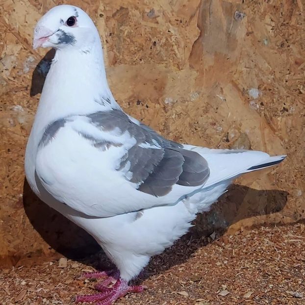 115360936 (1) - 3---AGH DAȚI 2019 - 2025