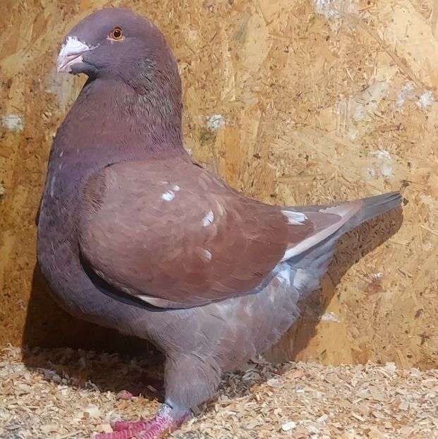 115303322 (1) - 3---AGH DAȚI 2019 - 2025