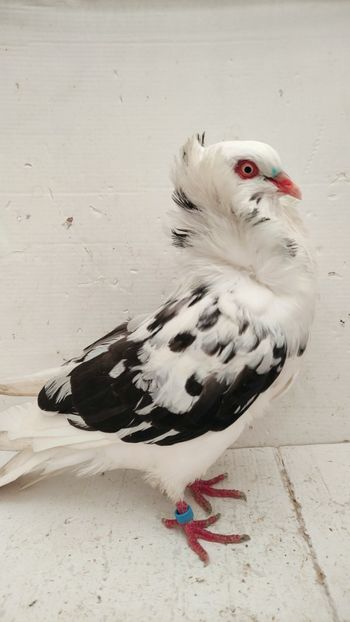 F 2018 - Por capucini