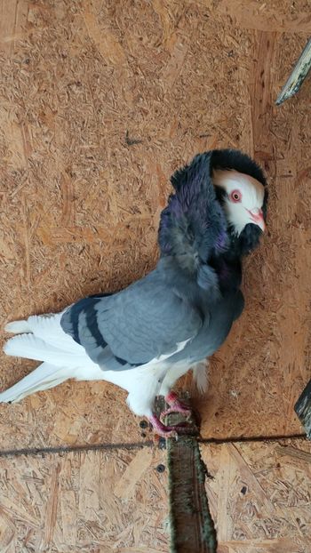 F 2020 - Por capucini