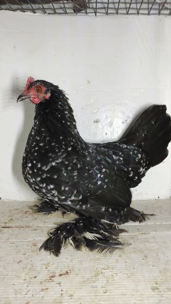 vanduta - De vanzare gainuse mi de flori