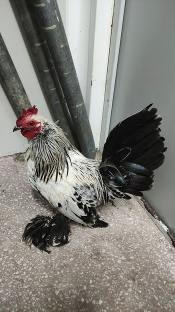 vandut - De vanzare gainuse mi de flori