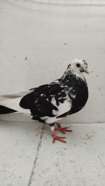 F 2022 - Por birming