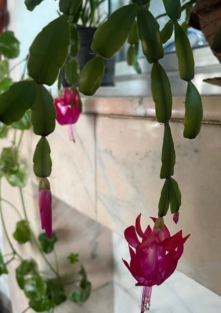 48918D36-8FB6-4C6E-A69F-47397C4FD766 - Ianuarie -Februarie 2023