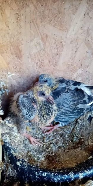 received_1423370158128045 - Pui de porumbei voiajori 2022