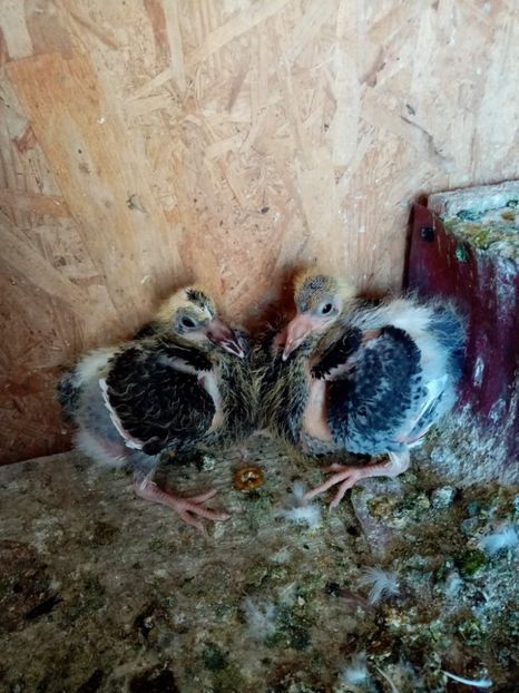 received_328833675885230 - Pui de porumbei voiajori 2022