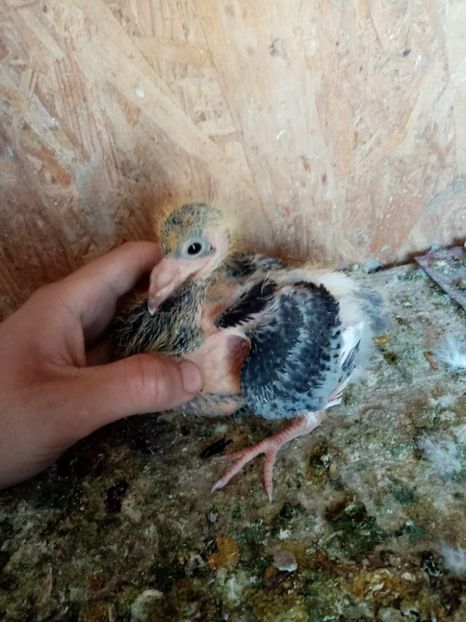 received_993623194859244 - Pui de porumbei voiajori 2022