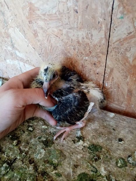 received_1060392964860395 - Pui de porumbei voiajori 2022