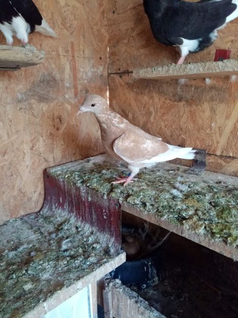 received_531095461994319 - Pui de porumbei voiajori 2022