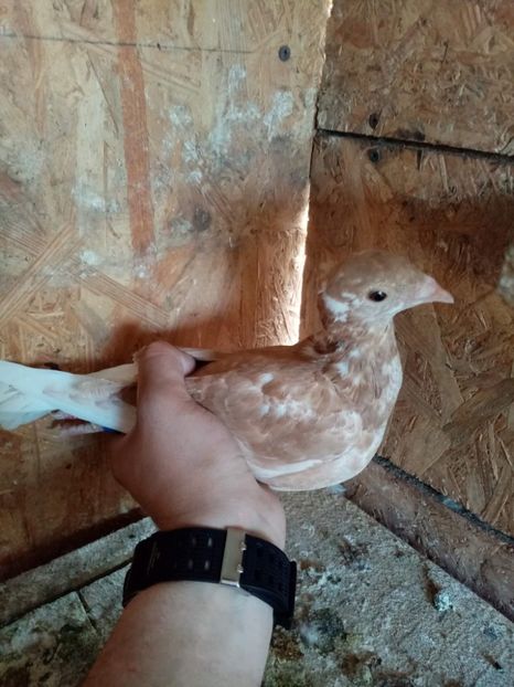 received_540742761094129 - Pui de porumbei voiajori 2022