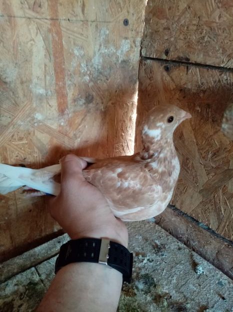 received_1059404721371128 - Pui de porumbei voiajori 2022