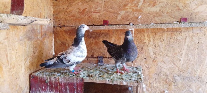 received_3326595490943129 - Pui de porumbei standard 2022