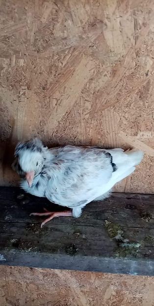 received_725287441825652 - Pui de porumbei capucin 2022