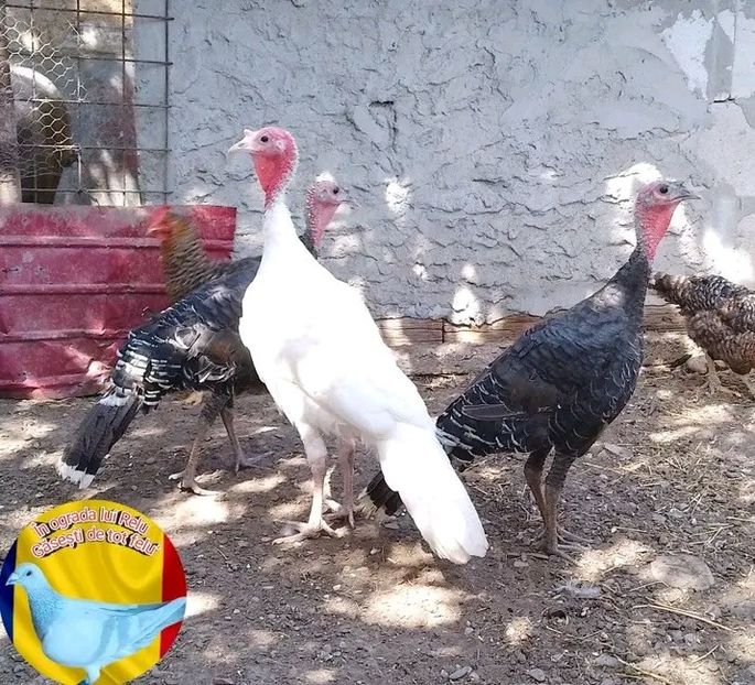  - Matca de curci 2022