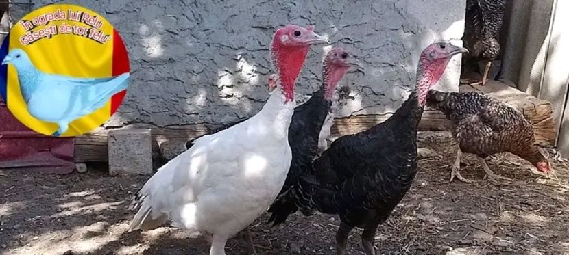  - Matca de curci 2022