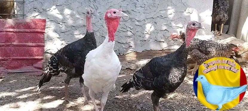  - Matca de curci 2022