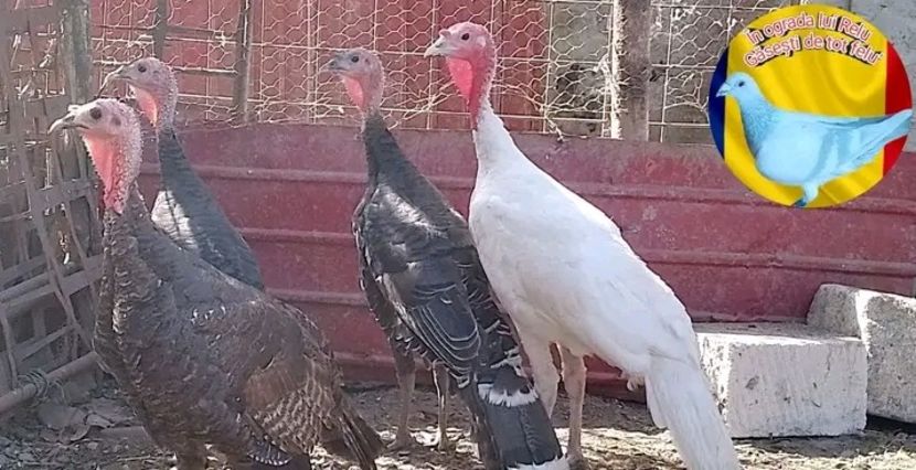  - Matca de curci 2022