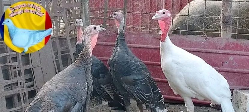  - Matca de curci 2022