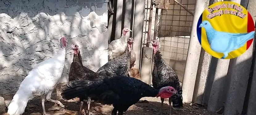  - Matca de curci 2022