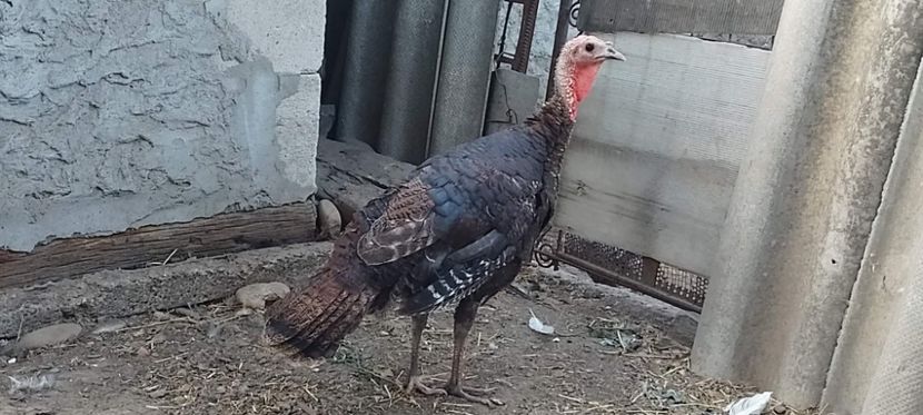 received_1256167535207875 - Matca de curci 2022