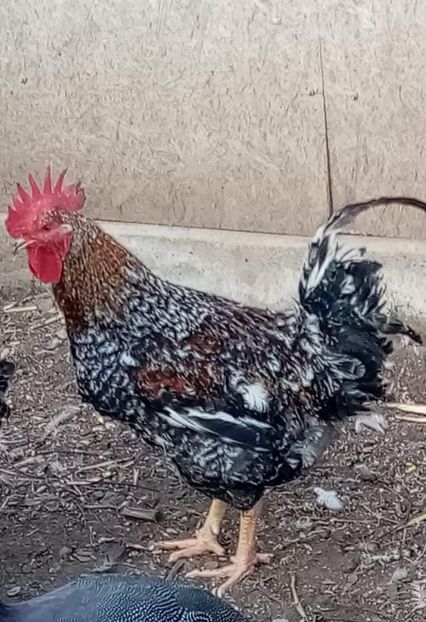 received_466771095044734 - Matca de găini mixte porumbace 2022