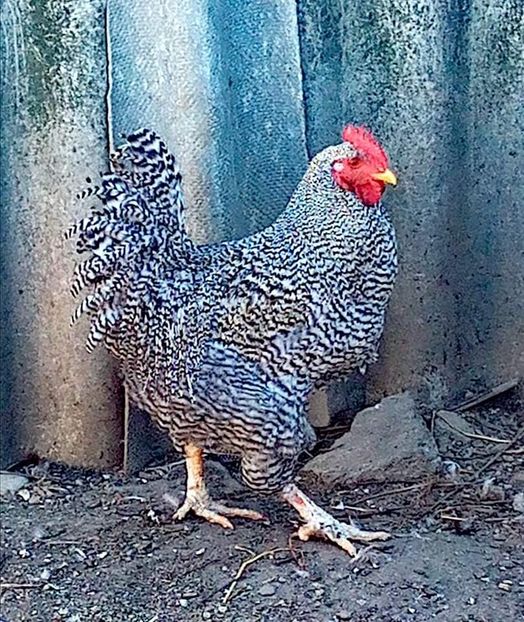 received_925890374779946 - Matca de găini mixte porumbace 2022