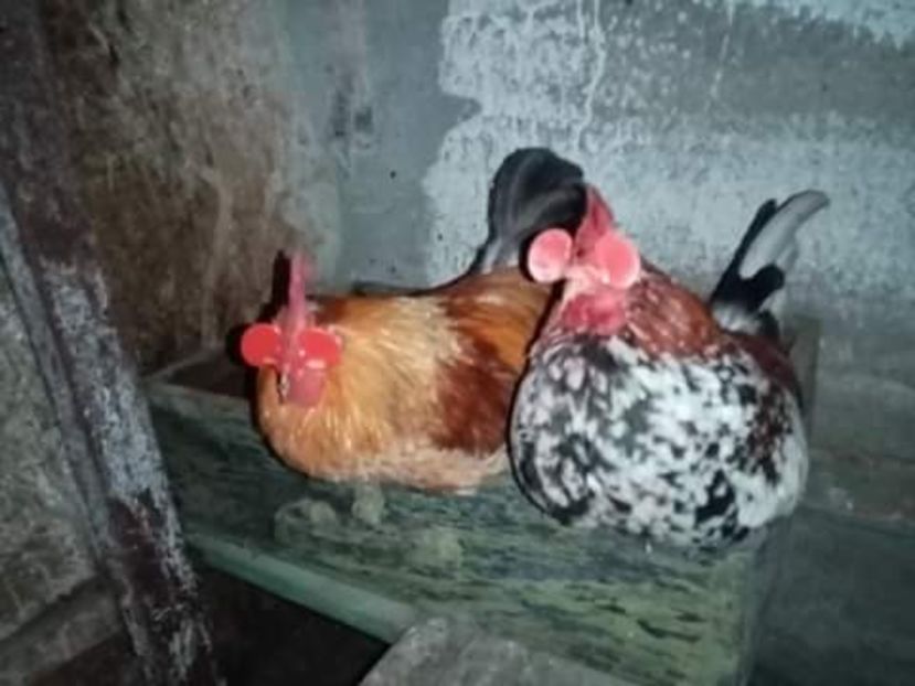 received_458721098618976 - Matca de găini pitice porțelan 2021