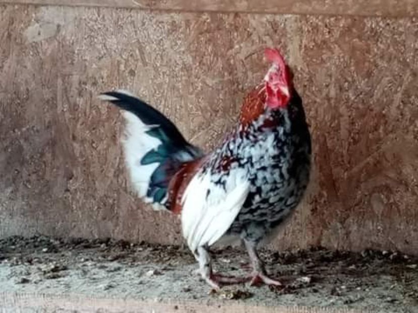 received_399250911158038 - Matca de găini pitice porțelan 2021