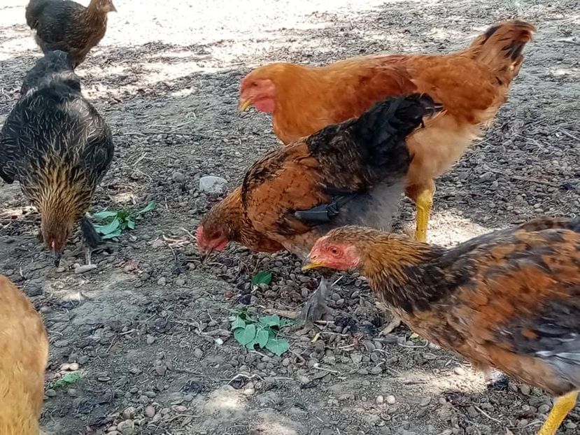 received_259481269351722 - Pui de găină mixtă încălțată moțată 2021
